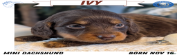 Miniature Dachshund dogs for sale: Ivy - Ad 1