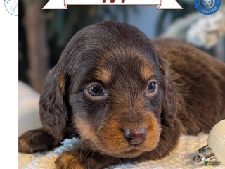 Miniature Dachshund dogs Ivy - Ad 6