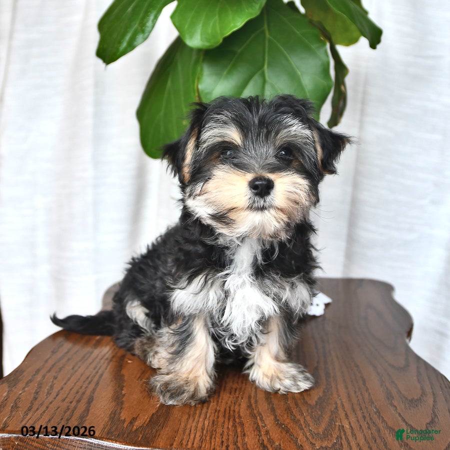 Morkie dogs Bubbles - Ad 2