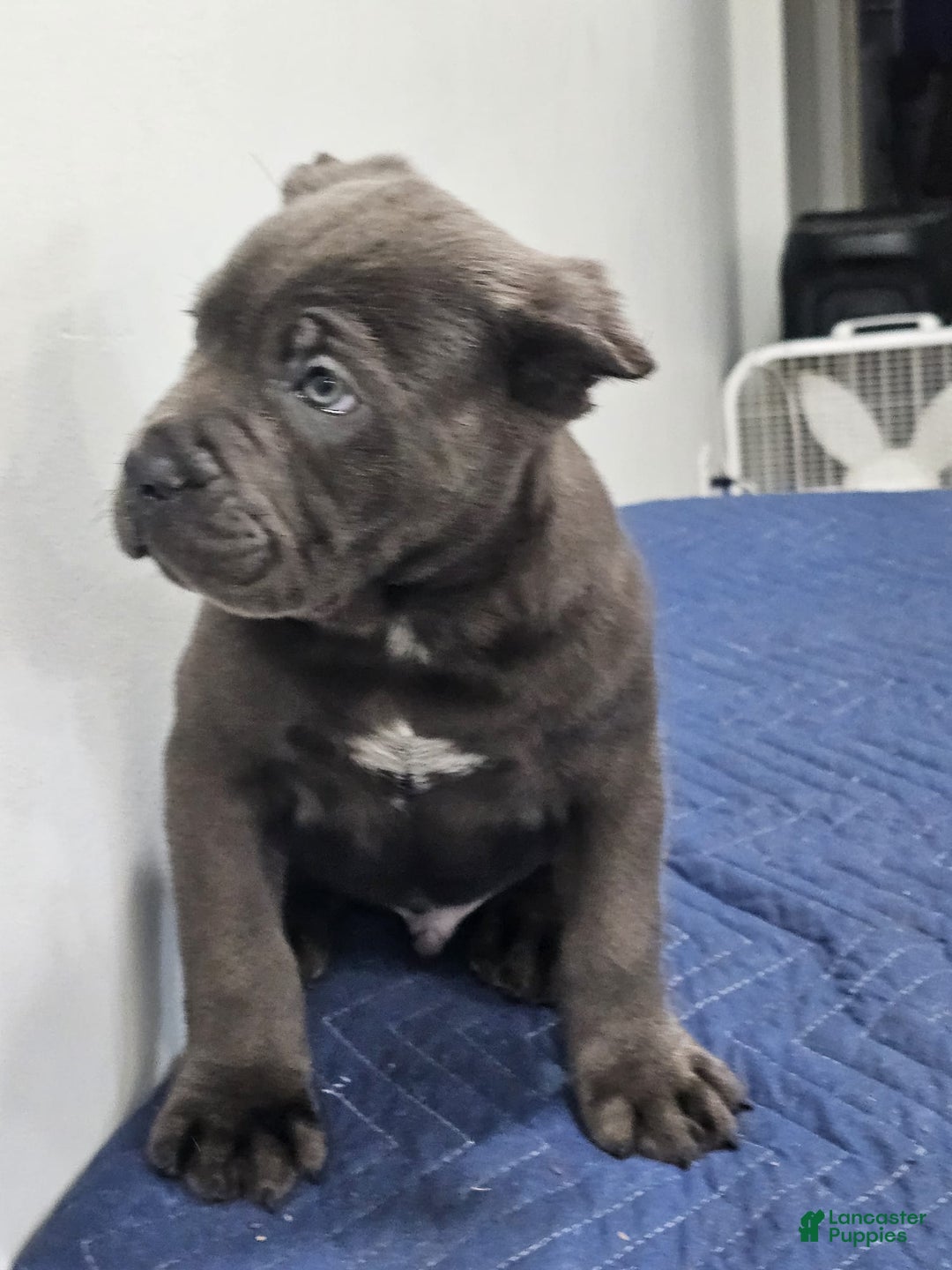 Cane Corso dogs for sale: BRUTUS - Ad 2