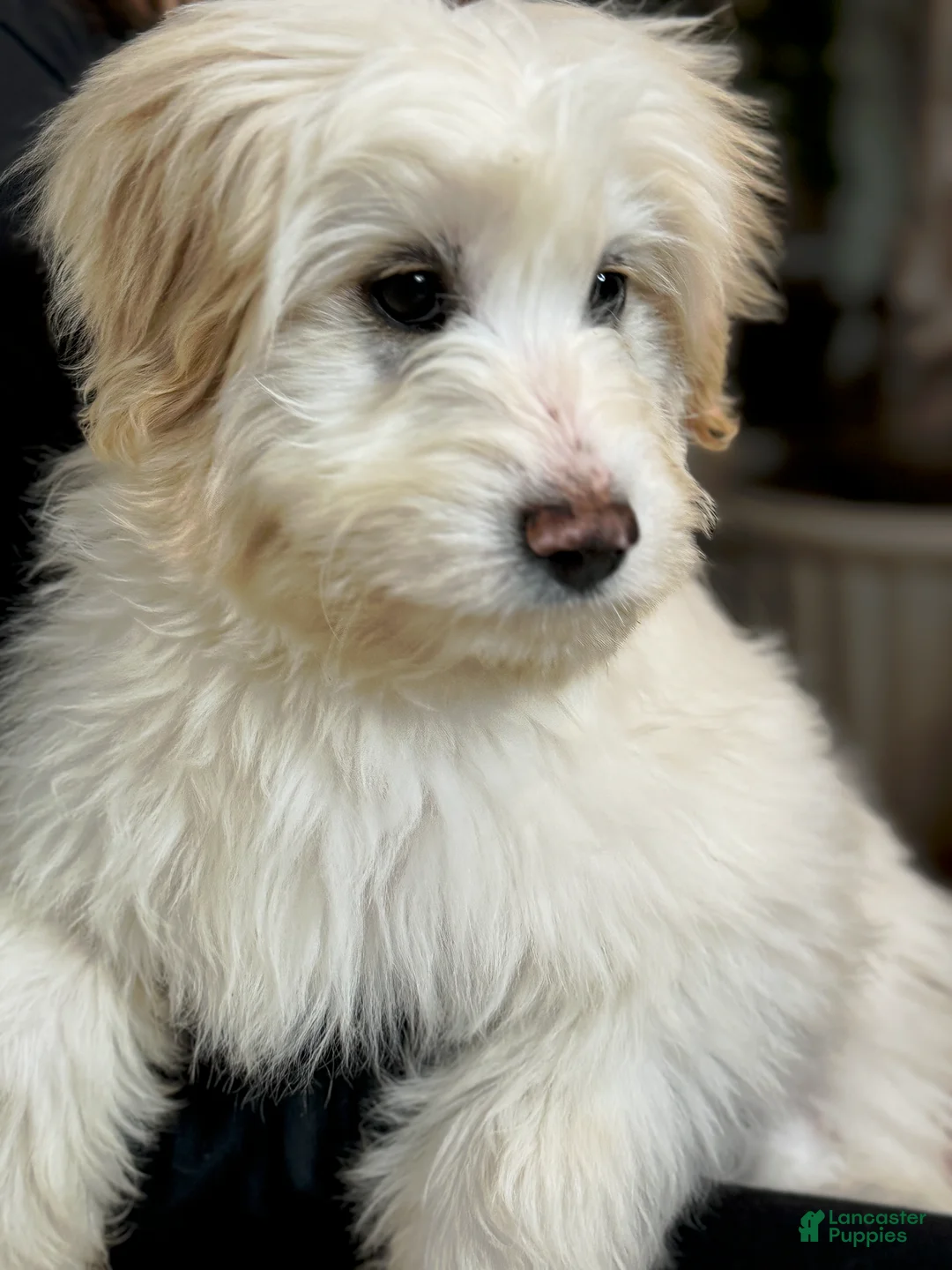 Goldendoodle dogs for sale: Wes - Ad 1