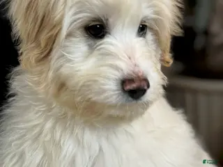 Goldendoodle dogs for sale: Wes - Ad 1