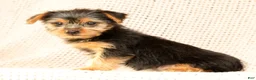 Yorkshire Terrier dogs for sale: Allison - Ad 6