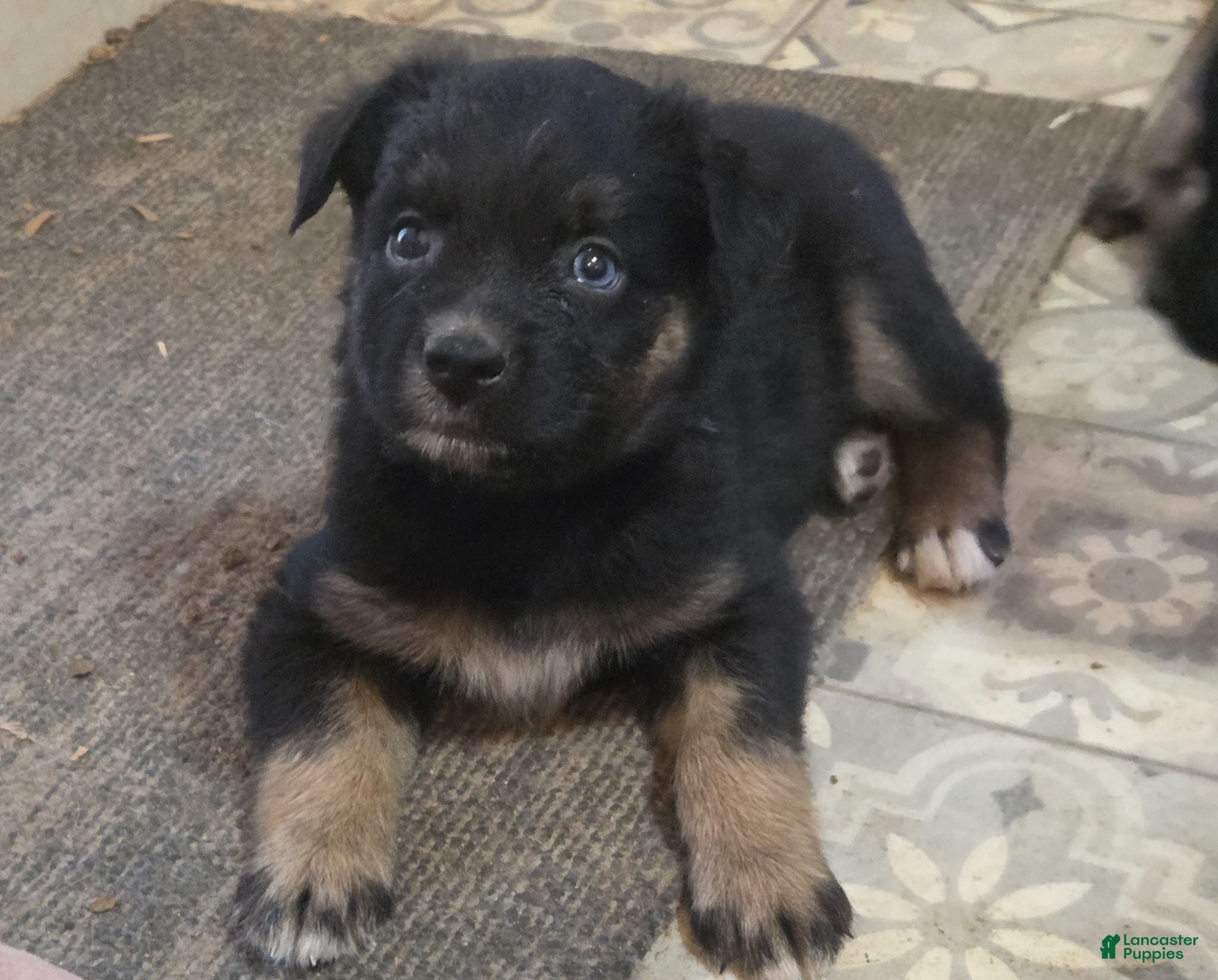 Australian Shepherd dogs Ryder - Ad 7
