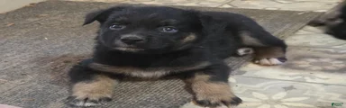 Ryder