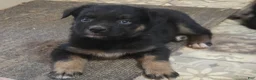 Australian Shepherd dogs for sale: Ryder - Ad 1