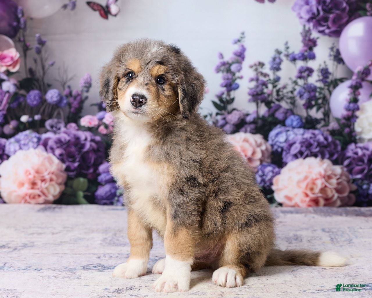 Bernedoodle dogs Lucky - Ad 1
