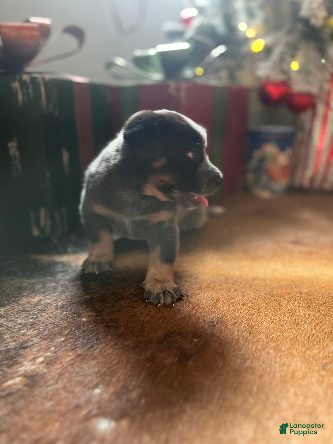 Australian Cattle Dog dogs for sale: Australian Cattle Dog Puppy 1 - Ad 4