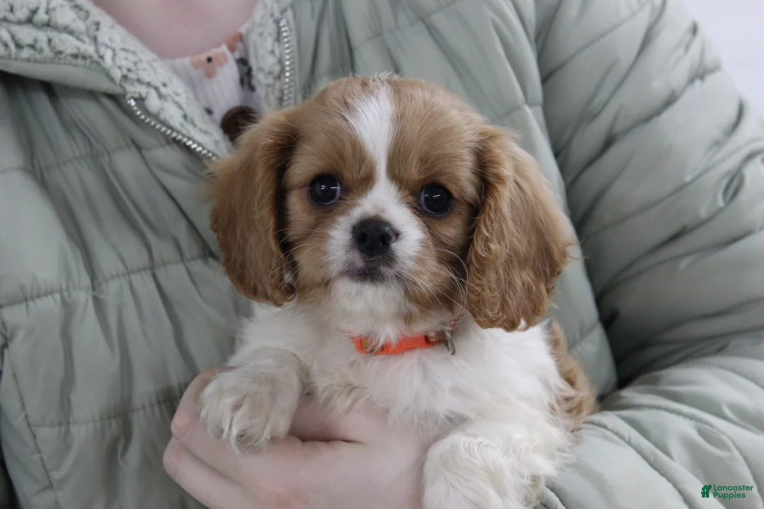 Cavalier King Charles Spaniel dogs for sale: Hayden - Ad 2