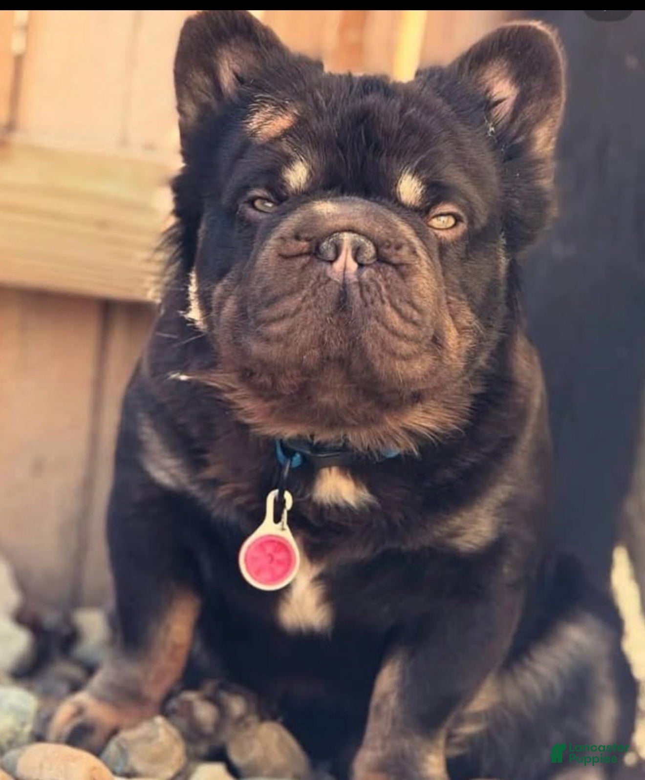 French Bulldog dogs Tootsie Rope - Ad 9