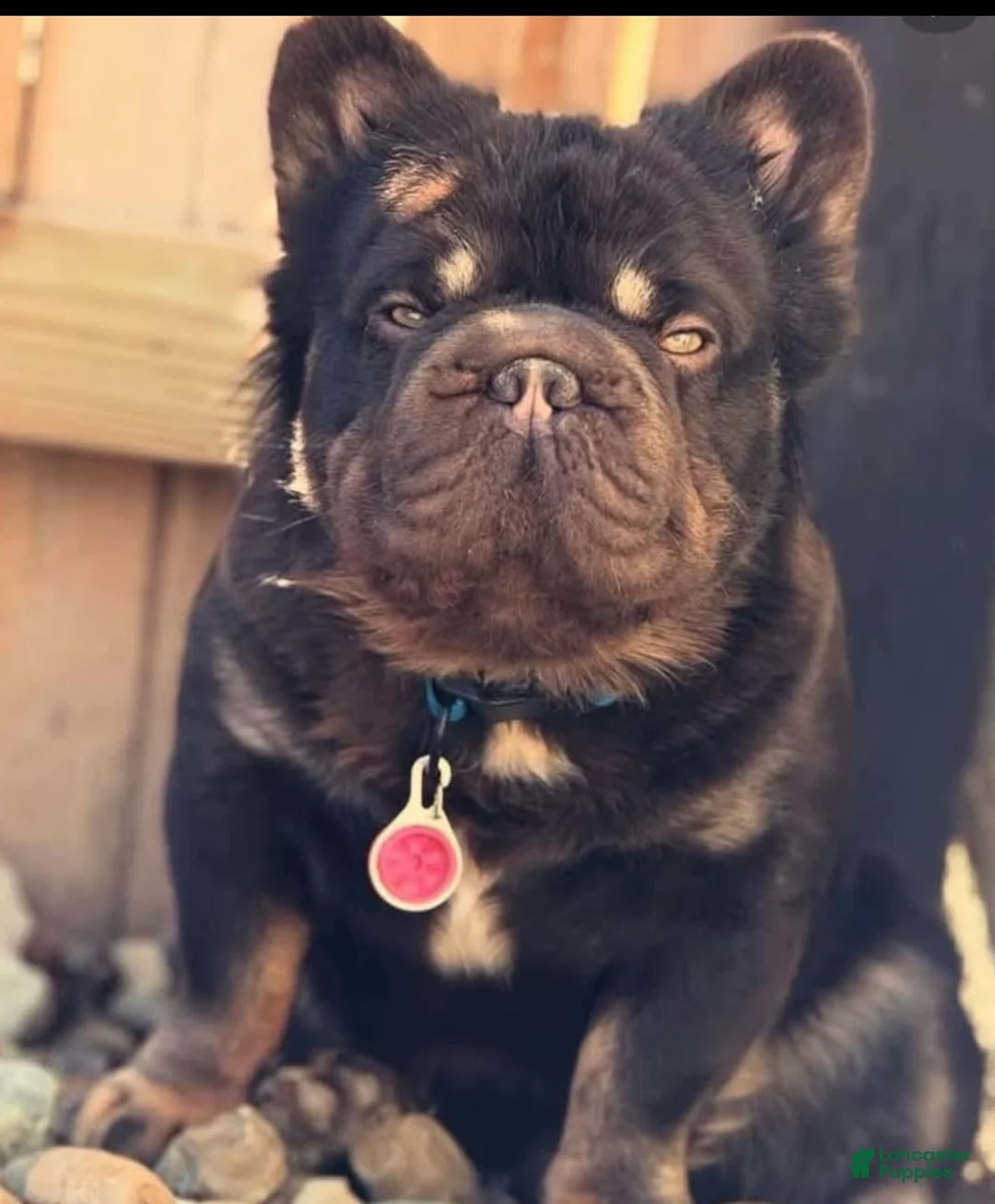 French Bulldog dogs for stud: Tootsie Rope - Ad 1