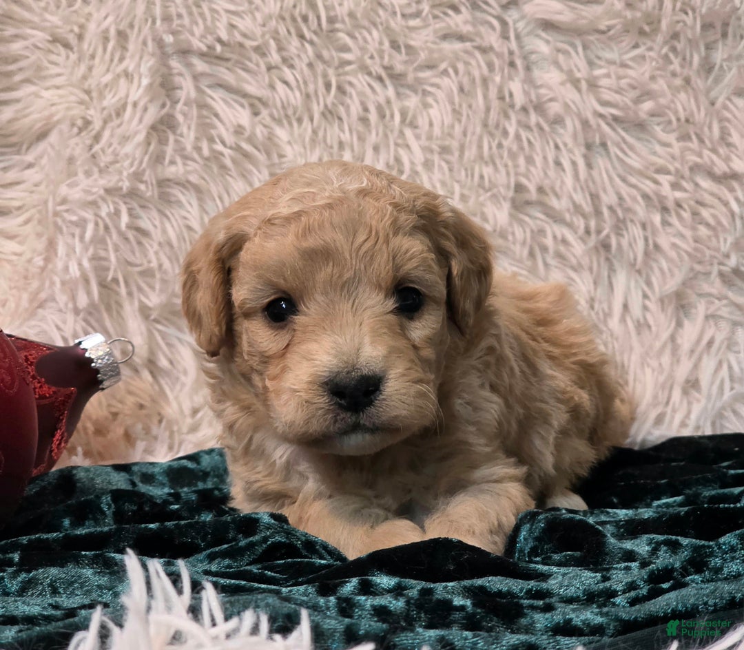 Mini Goldendoodle dogs for sale: Holly - Ad 1