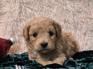 Mini Goldendoodle dogs Holly - Ad 34