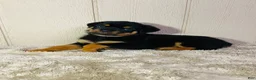 Rottweiler dogs for sale: Rottweiler 2 - Ad 18