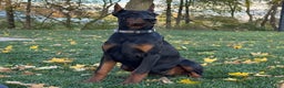 Doberman Pinscher dogs for sale: Selene - Ad 5