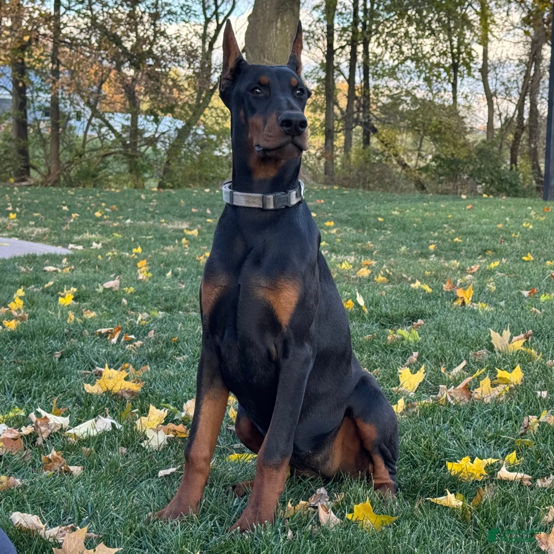 Doberman Pinscher dogs for sale: Selene - Ad 5