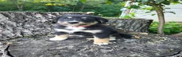 Mixed Breed dogs for sale: Sadie - Ad 5