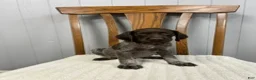 German Shorthaired Pointer dogs for sale: River - Ad 1