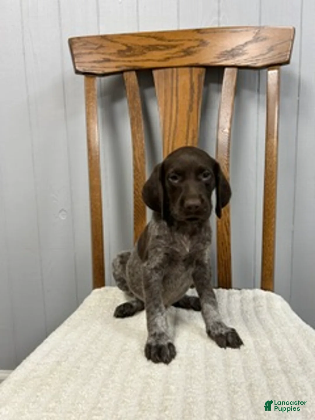 German Shorthaired Pointer dogs for sale: River - Ad 1