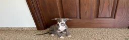 Italian Greyhound dogs for sale: Dannie - Ad 7