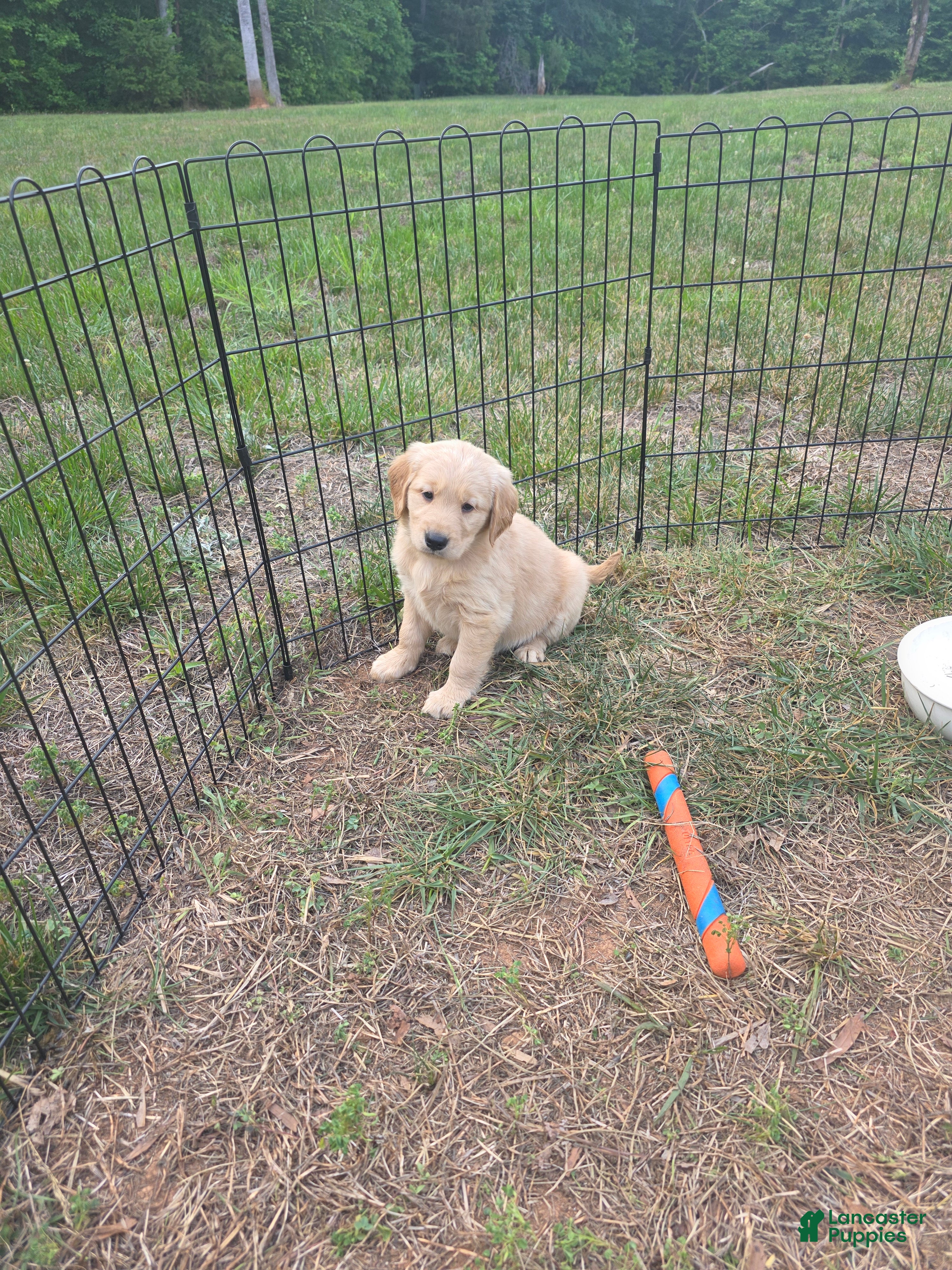 Golden Retriever dogs Montana (dark blue) - Ad 33