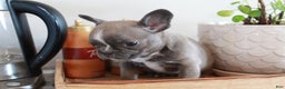 Frenchton dogs for sale: Bella  - Ad 11