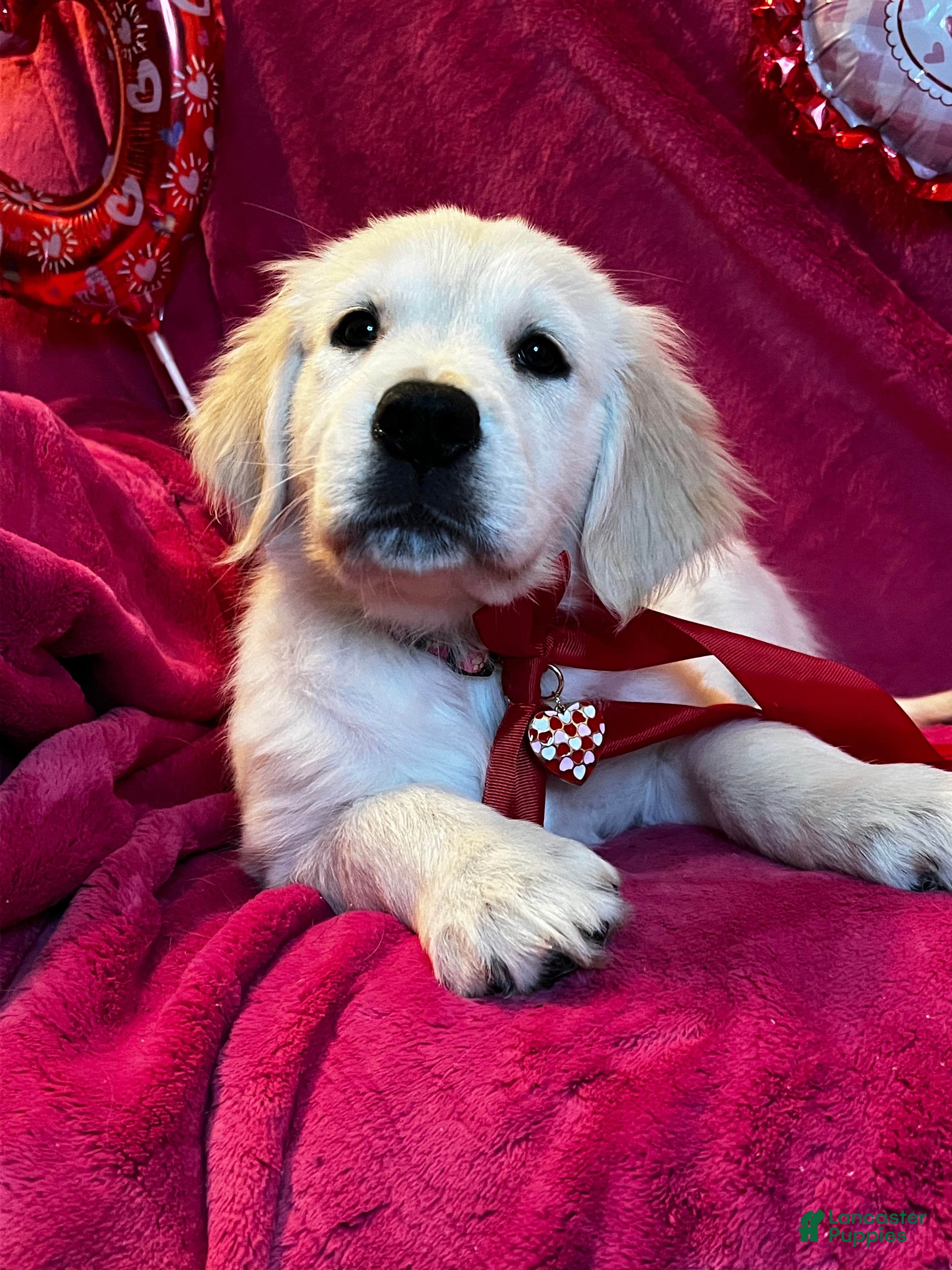 Goldador dogs Lady & Kenai - Ad 12