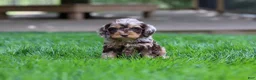 Cockapoo dogs for sale: Maverick - Ad 5