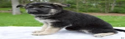 German Shepherd dogs for sale: Iris - Ad 4
