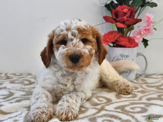 Mini Goldendoodle dogs Cooper - Ad 17