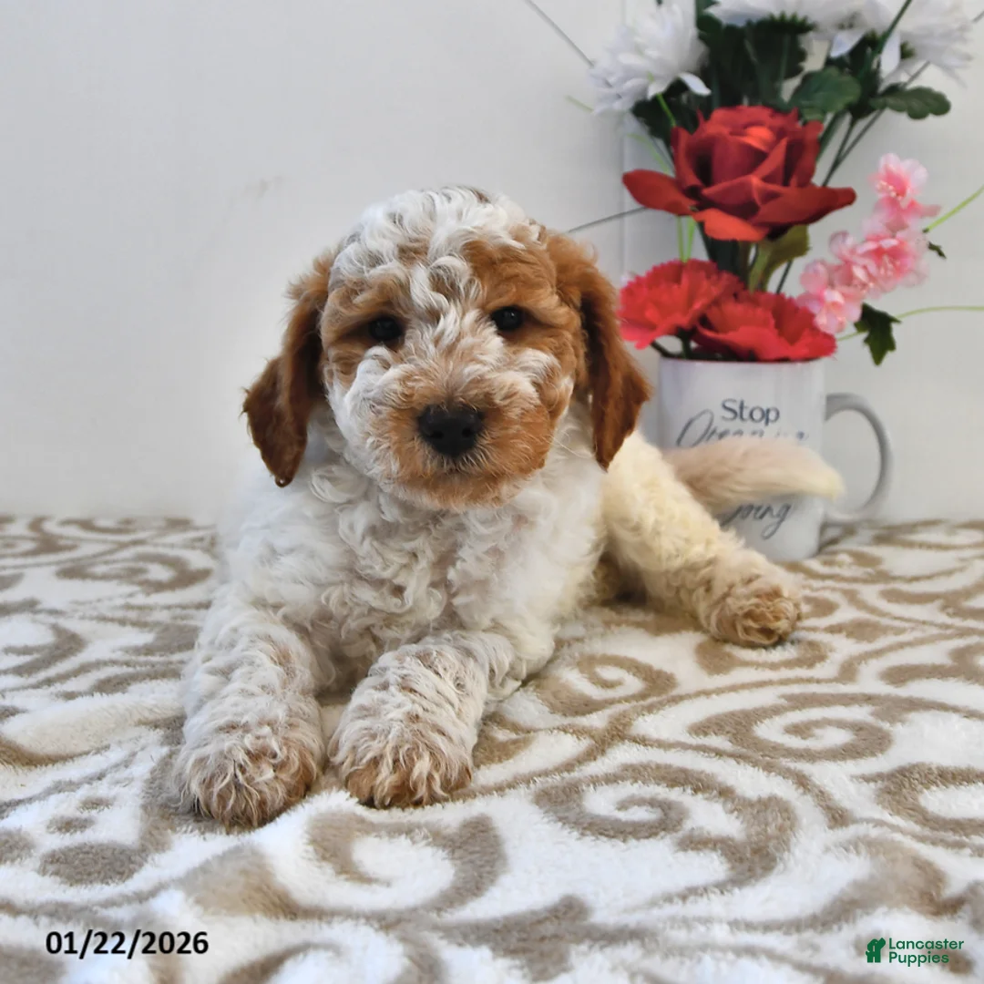 Mini Goldendoodle dogs for sale: Cooper - Ad 1