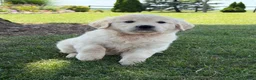 Golden Retriever dogs for sale: Pumpkin - Ad 3
