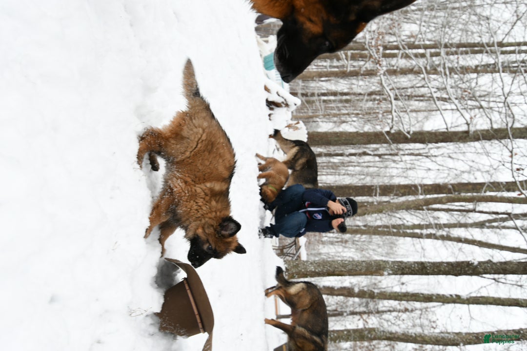 German Shepherd dogs for sale: German Shepherd Puppy "Big Fluffy" - Ad 2