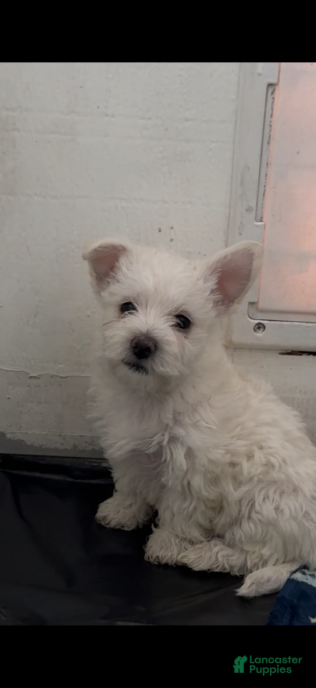 Mixed Breed dogs for sale: Mixed Breed Puppy 2 - Ad 2