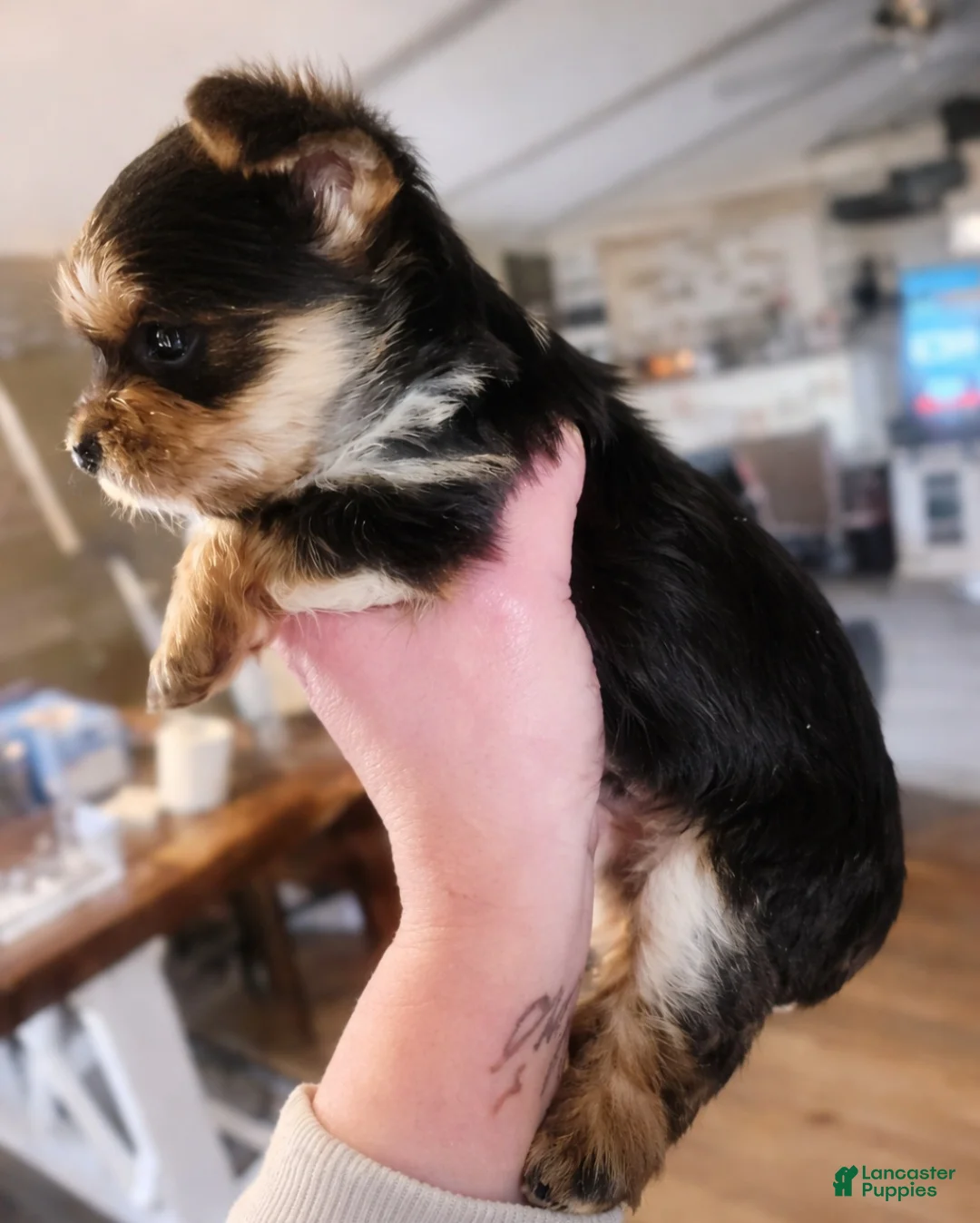 Yorkshire Terrier dogs for sale: Tiny CKC Yorkshire Terrior Puppy Male  - Ad 2