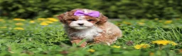 Cavapoo dogs for sale: Bella Rae - Ad 6
