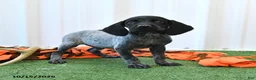 German Shorthaired Pointer dogs for sale: Lightning - Ad 3