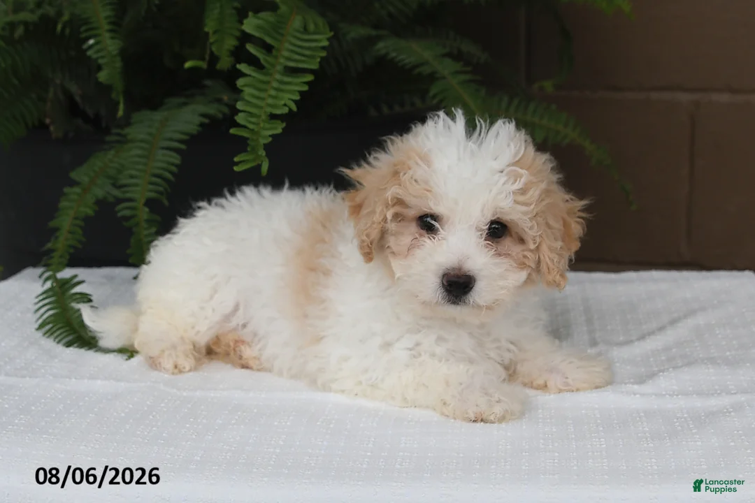 Bichpoo dogs for sale: Kari - Ad 2