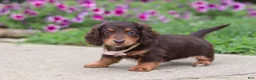 Miniature Dachshund dogs for sale: Olivia - Ad 5