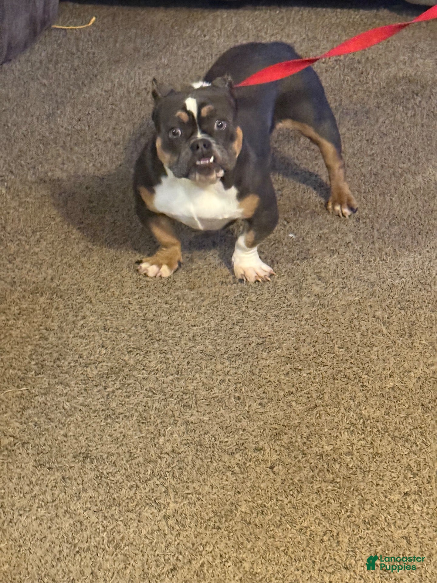 American Bully dogs for sale: American Bully 4 - Ad 39