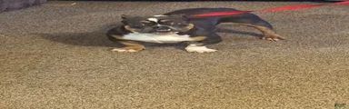 American Bully 4