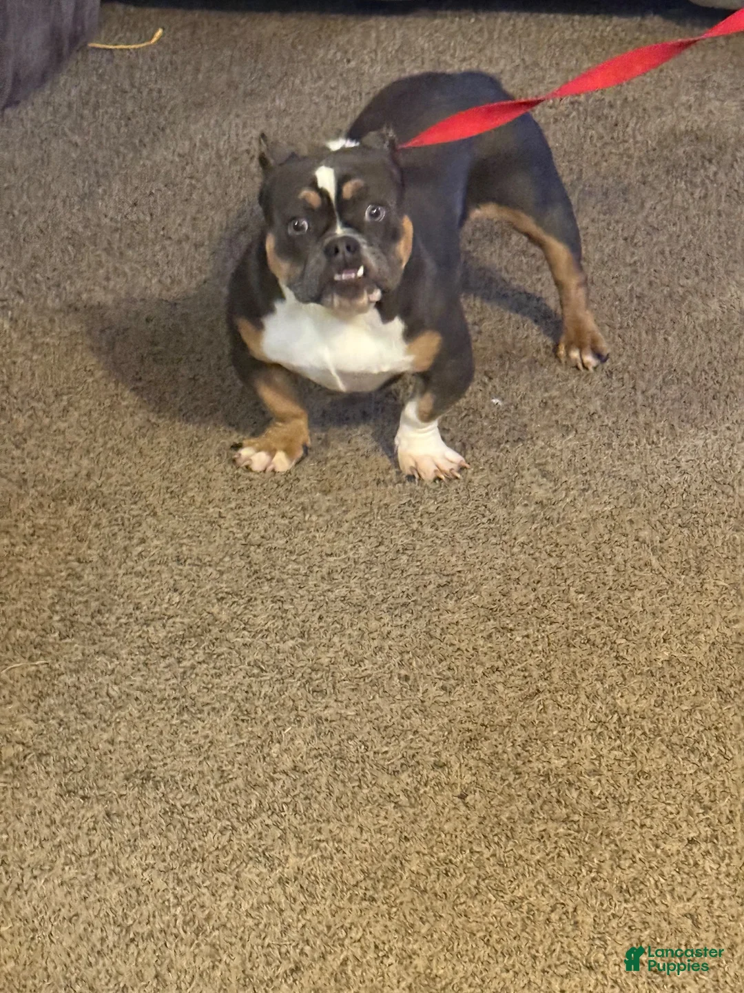 American Bully dogs for sale: American Bully 4 - Ad 1