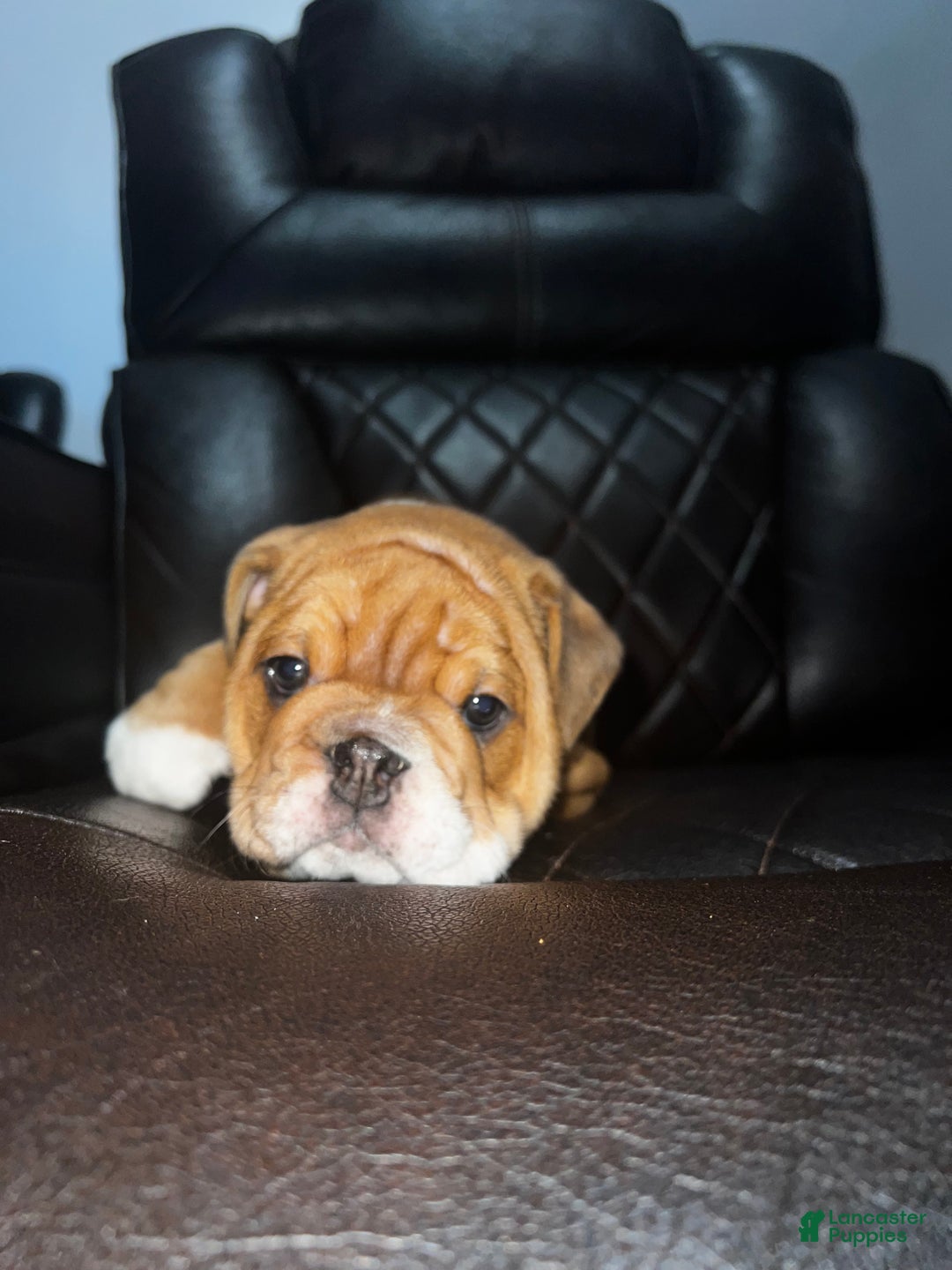 English Bulldog dogs for sale: English Bulldog litter of 5 puppies - Ad 21