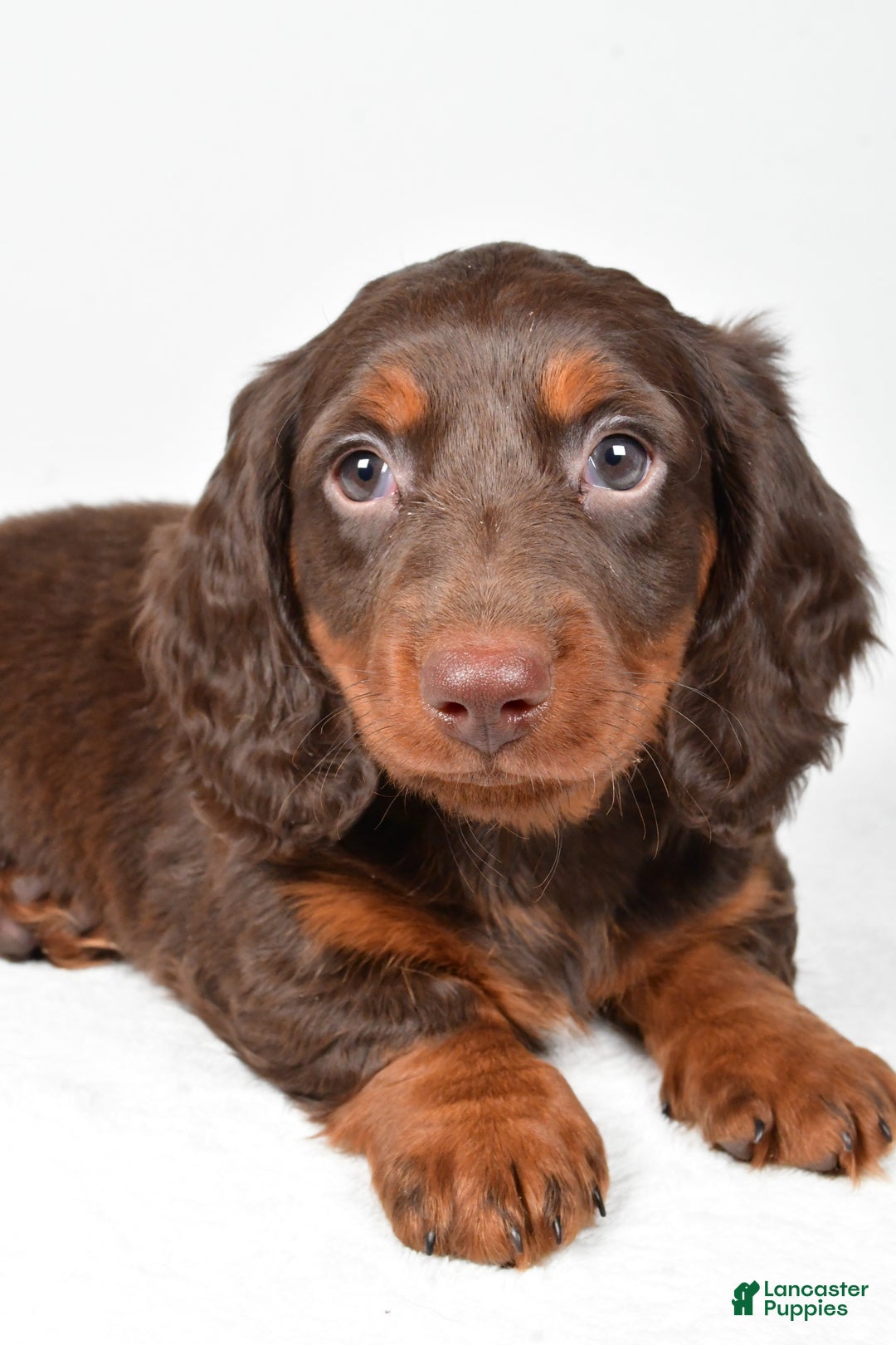 Miniature Dachshund dogs for sale: Alex - Ad 2