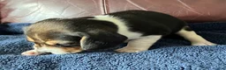 Beagle dogs for sale: Beagle 5 - Ad 4