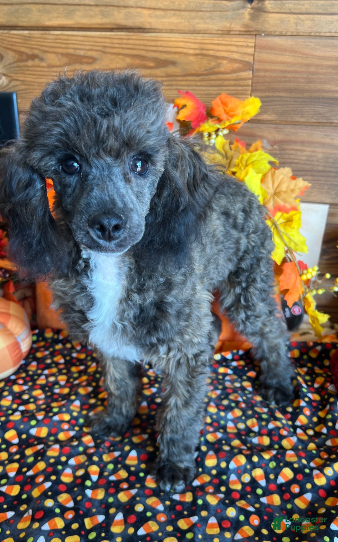 Phantom Poodle Great Lakes Poodles Toy Poodle Puppies For Sale In