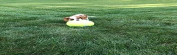 Cavalier King Charles Spaniel dogs for sale: Cavalier King Charles Spaniel 1 - Ad 5