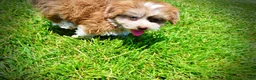 Havapoo dogs for sale: Doodles - Ad 15