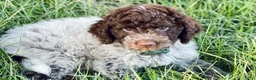 Lagotto Romagnolo dogs for sale: Red collar male - Ad 14