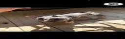 French Bulldog dogs for sale: El Capone - Ad 10